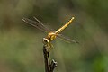 * Nomination Scarlet Skimmer (Crocothemis servilia) near Roorkee, Haridwar district. --Satdeep Gill 11:00, 17 April 2022 (UTC) * Decline  Oppose Mostly blurry, significant noise. --Tagooty 08:21, 23 April 2022 (UTC)