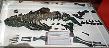 Skeleton of a young specimen, Bristol City Museum and Art Gallery Scelidosaurus.jpg