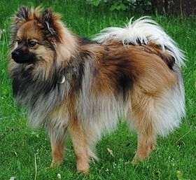 Pomerânia