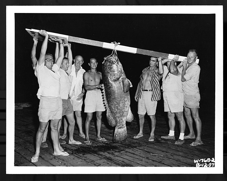 File:Sea Bass Caught Off Deep Water Pier, Weight in Excess of 200 Pounds, being Held by Fine Angler and Many Admirers - NARA - 26464930.jpg