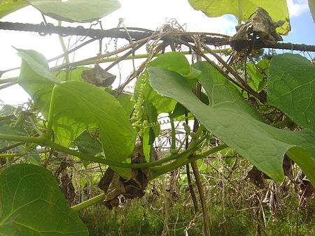 Tập_tin:Sechium_edule_plantation_Salazie_dsc03252.jpg