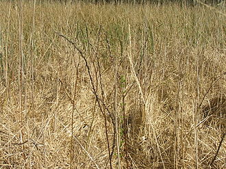 This plot is cut every three years Sedge at Godwin Plots.jpg