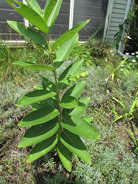 File:Seed Pod 6253.jpg