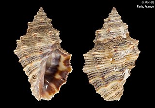 <i>Semiricinula muricina</i> Species of gastropod