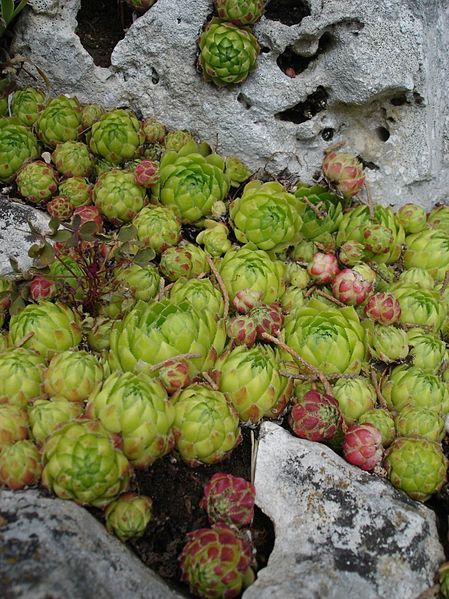 File:Sempervirum soboliferum.jpg