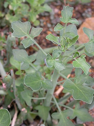 <i>Curio articulatus</i> Species of flowering plant