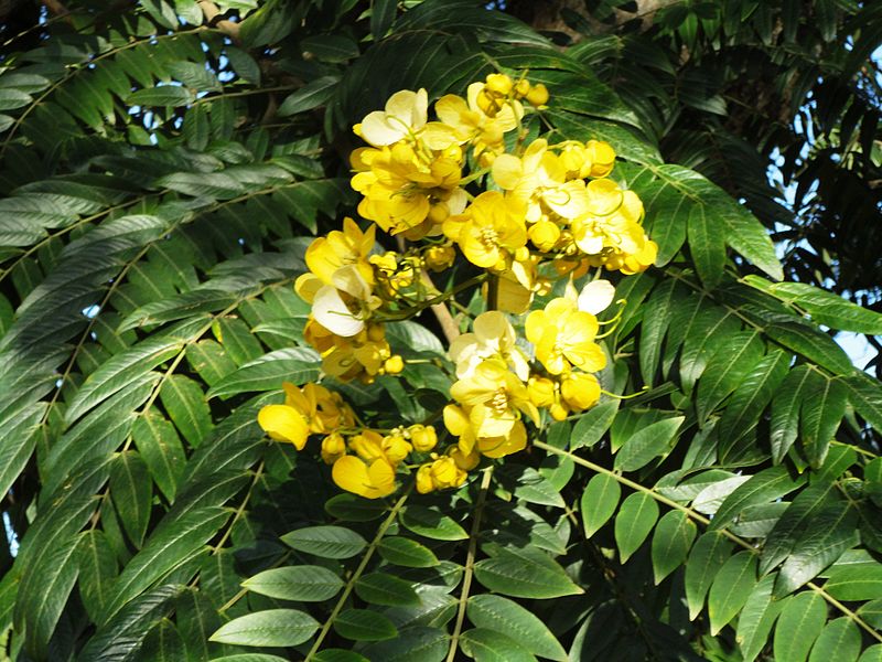 File:Senna petersiana, bloeiwyse, Kloof.jpg