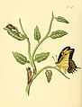 147. Papilio polycaon (= Papilio androgeus)