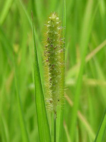 Setaria pumila