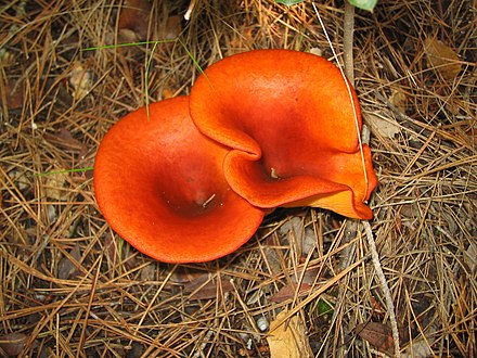 Как называется гриб похожий. Говорушка оранжевая ложная Лисичка. Говорушка оранжевая гриб. Омфалот маслиновый. Говорушки ложные лисички.