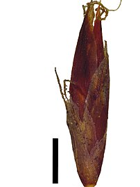 Spikelet (black scale bar represents 1 mm)