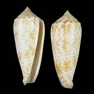 <i>Conus sogodensis</i> Species of sea snail