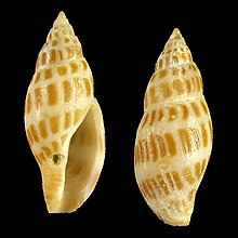 Shell Daphnella areolata.jpg