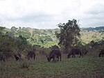 Eastern Arc coastal forests