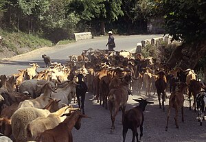 Ganadería En España