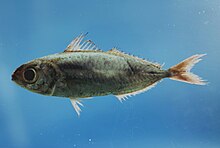 Серебристая дрейфующая рыба (Ariomma bondi).jpg 