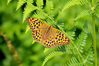 Silver-washed fritillary at Ashcombe Bottom Silver-washed fritillary at Ashcombe Bottom.jpg