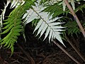 Miniatura para Cyathea dealbata