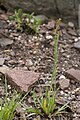 Sisyrinchium patagonicum