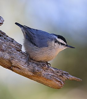 Corsican nuthatch Species of bird