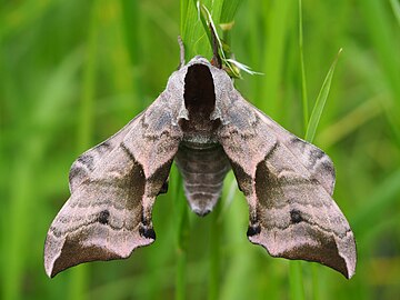 Smerinthus ocellatus, Nastrosz półpawik, 2020-05-31