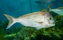Australasian snapper Snapper melb aquarium.jpg