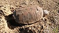 Snapping Turtle Laying Eggs (27059394304).jpg