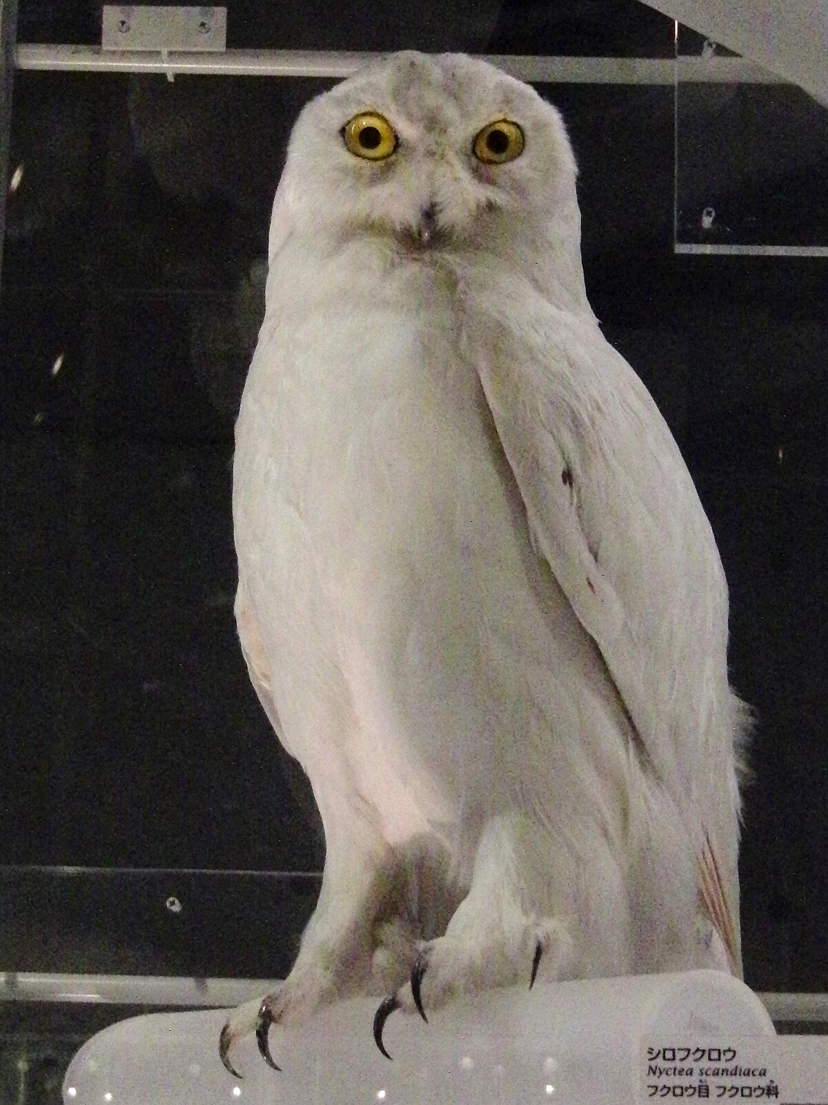 snowy owl teddy