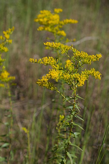 Solidago odora