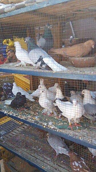 File:Souq al-Goma'a , photo by Hatem Moushir 148.jpg