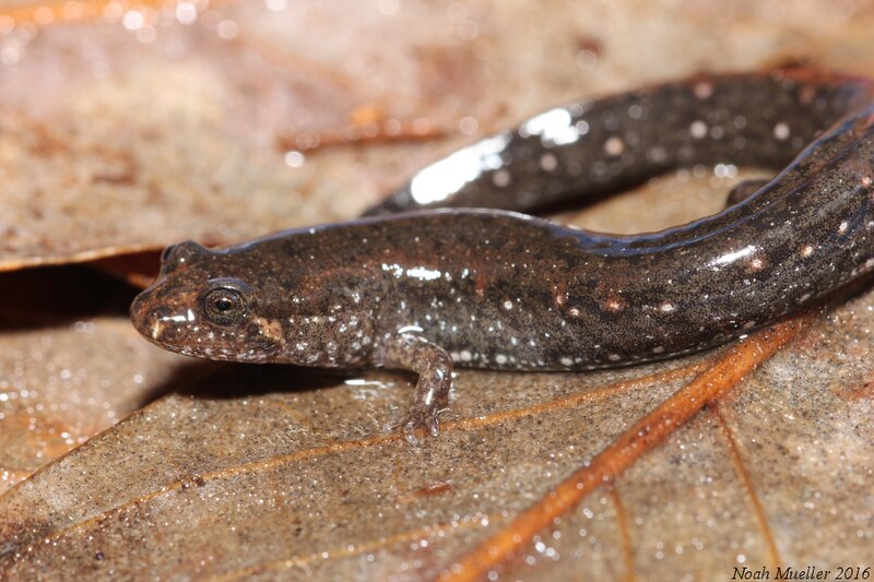 File:Southern Dusky Salamander (D. auriculatus).jpg