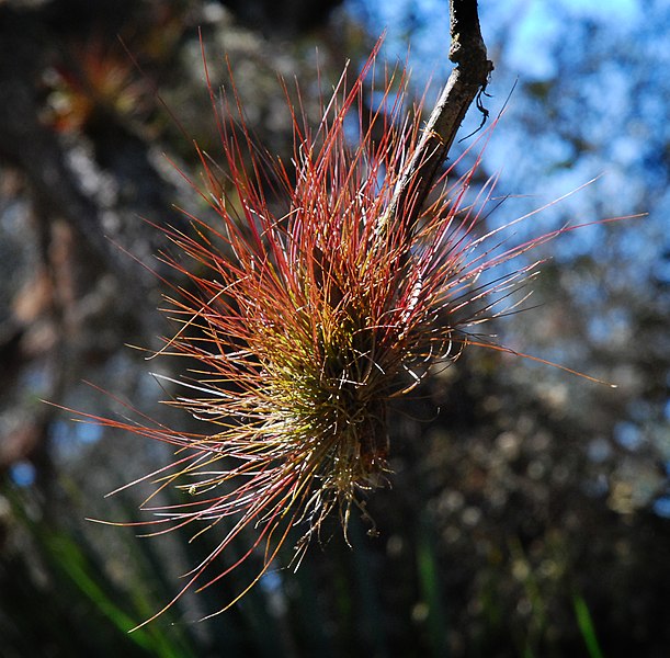 File:Southern Needleleaf (Tillandsia setacea) (8245285662).jpg