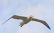 Bílý albatros v letu na pozadí světle modře zbarveného nebe. Pták je zachycen jak letí směrem doprava se vzpřímenou hlavou a poněkud usměvavým pohledem