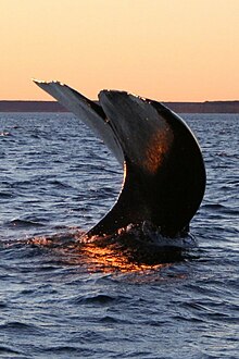 Moanauriuri / Kawau Bay is named for its 'deep blue waters' where whales like the tohora / southern right whale used to migrate. Southern right whale4.jpg