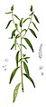 Sphenoclea zeylanica Blanco1.143-cropped.jpg