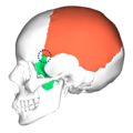 Position of sphenoparietal suture   Parietal bone   Sphenoid bone