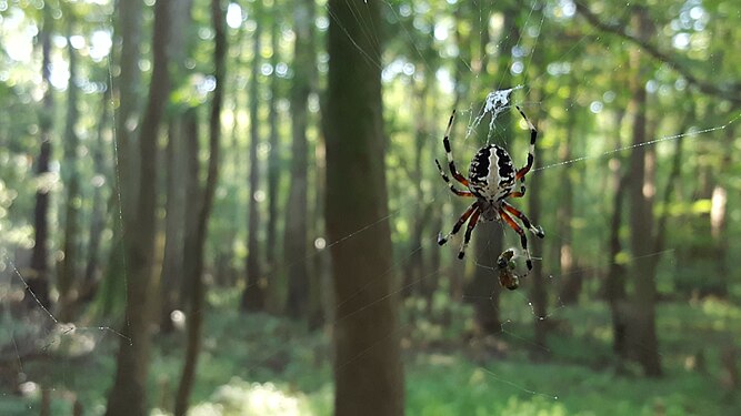 orb-weaving spider in South Carolina swamp