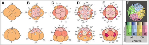 July 15: Spiral cleavage in a Trochus embryo.