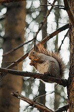 Thumbnail for File:Squirrel2-.jpg