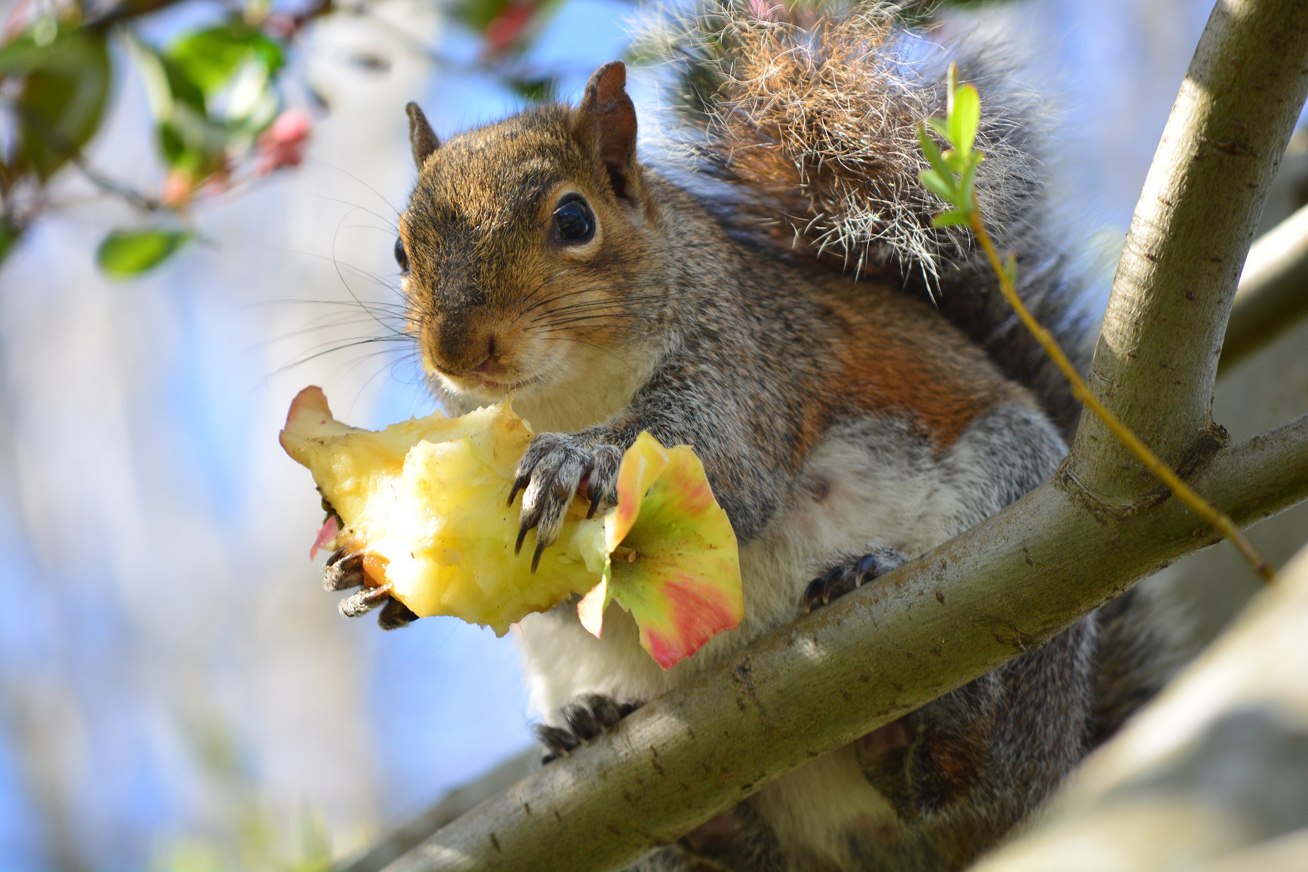 what do squirrels eat in the wild