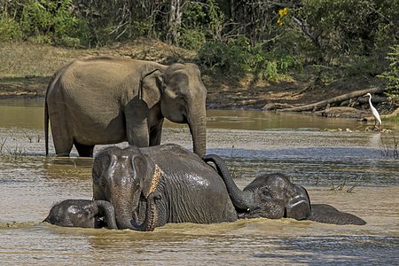 Elephas maximus Sri Lankan elephant female and young