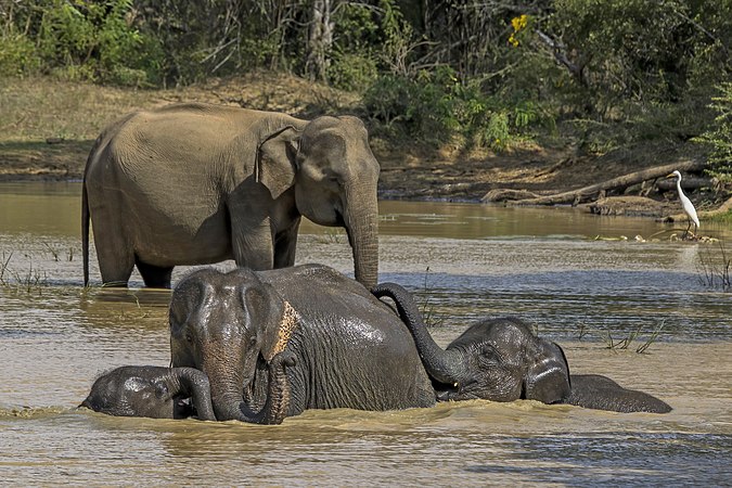 Elephas maximus (Sri Lankan elephant) family in Yala National Park, Sri Lanka