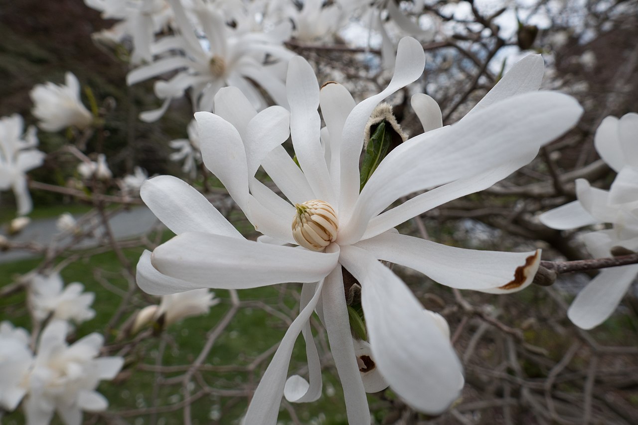 Star magnolia from botanical gardens, Halifax, Nova Scotia