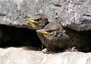 Sturnus Vulgaris: Taxonomía, Descripción, Comportamientu y ecoloxía