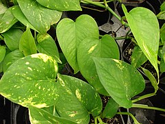 Golden Pothos (Epipremnum aureum) is frequently used in bioactive terrariums due to its hardiness and ability to remove nitrogenous waste Starr-080117-1726-Epipremnum pinnatum-leaves-Walmart Kahului-Maui (24807373811).jpg