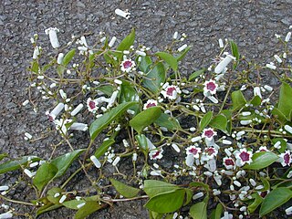 <i>Paederia foetida</i> Species of plant