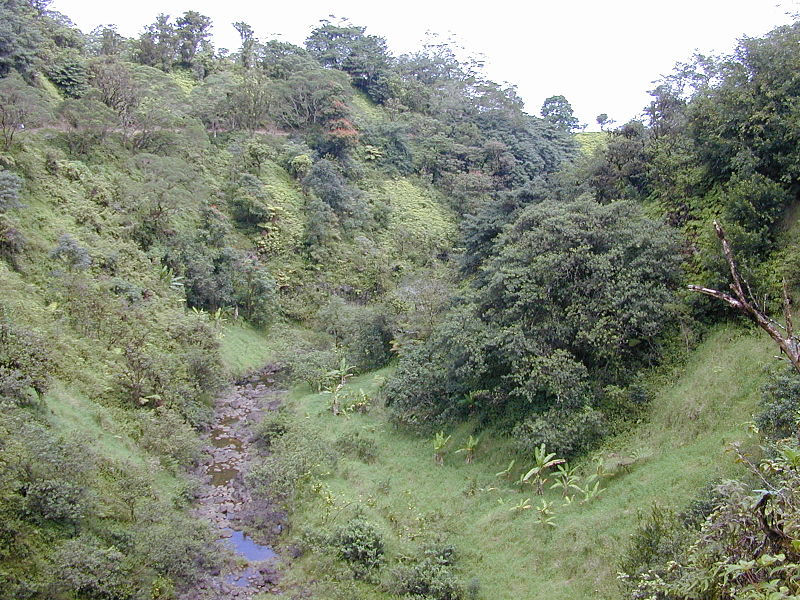 File:Starr 010908-0019 Ficus cf. platypoda.jpg