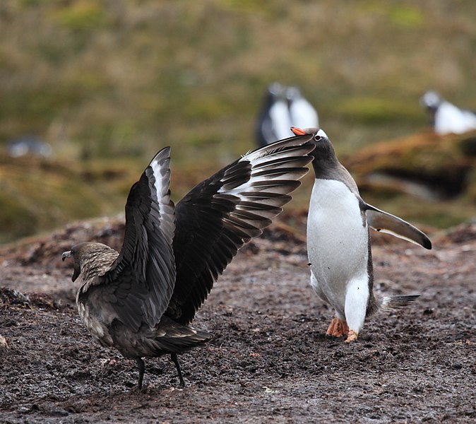 File:Stercorarius antarctica + Pygoscelis papua -Godthul, South Georgia, British Overseas Territories, UK-8 (1).jpg