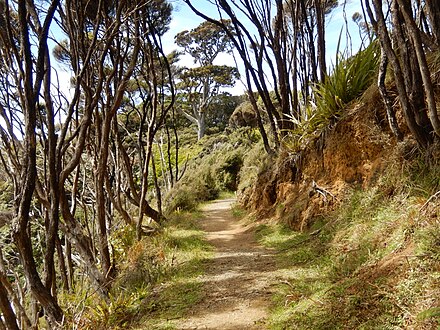 The track between Little River and Maori Beach