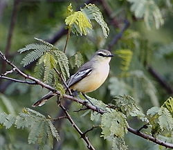 Stigmatura budytoides - Greater wagtail tyrant.JPG